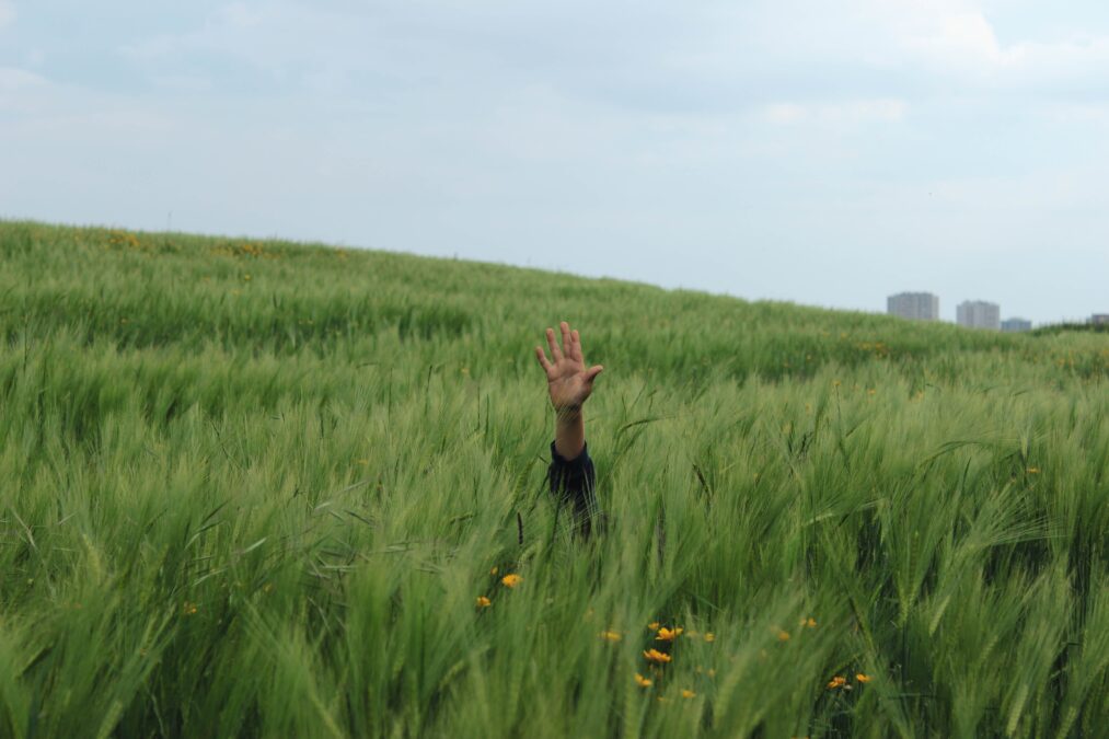 Field of grass with a single hand raised